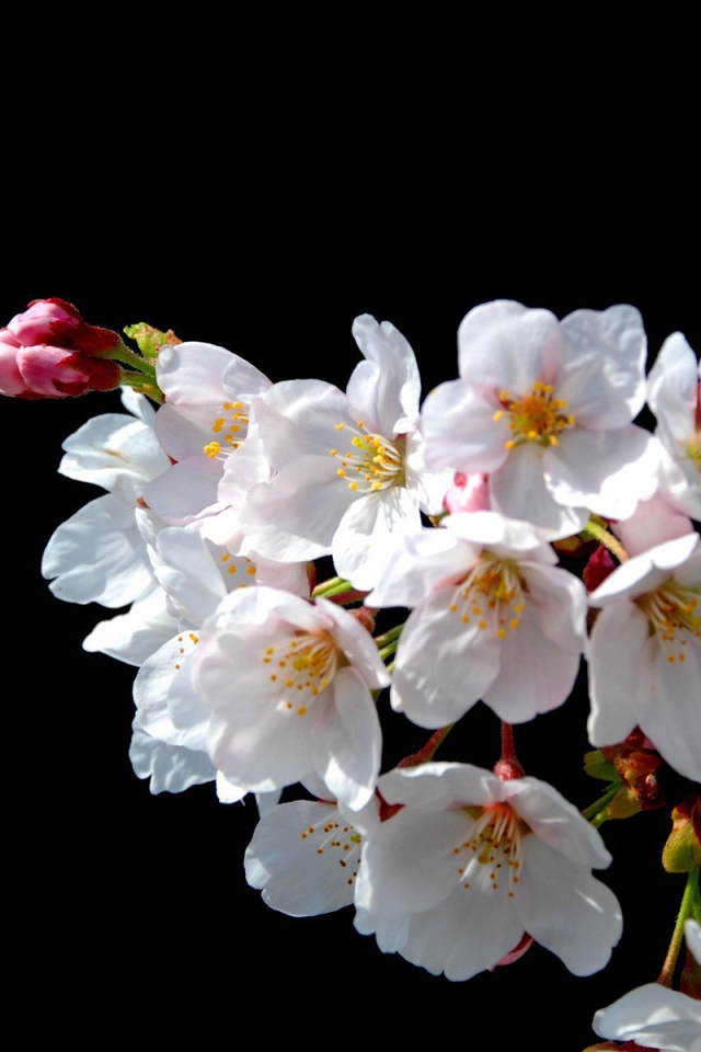 Цветы Японской вишни на черном фоне