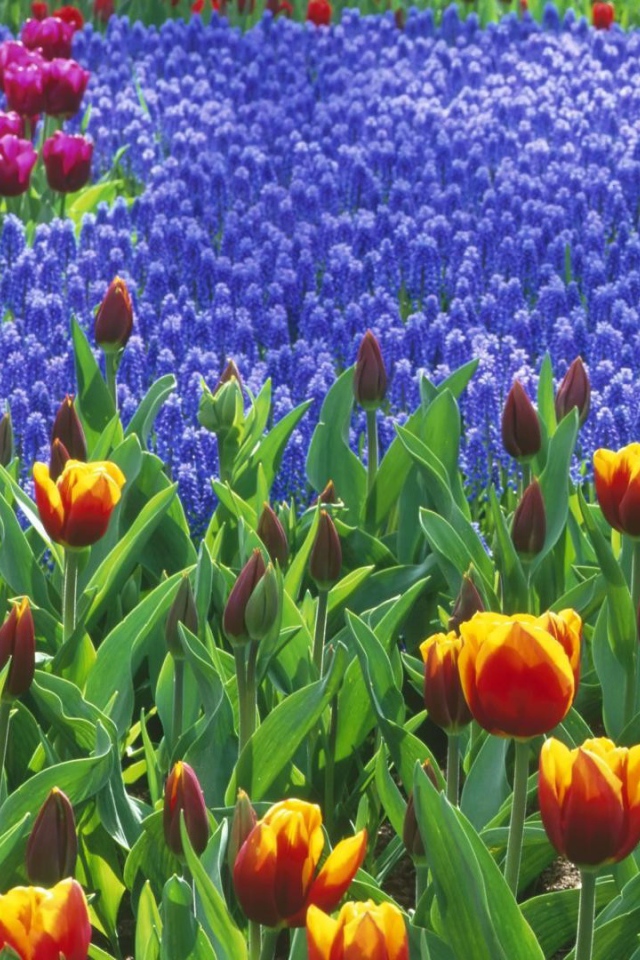 Голландский ландшафт