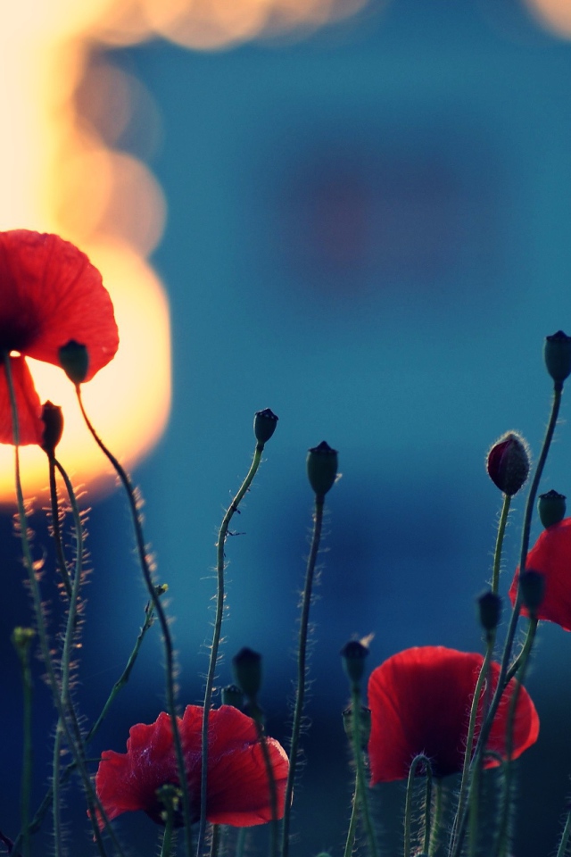 Вечерние маки