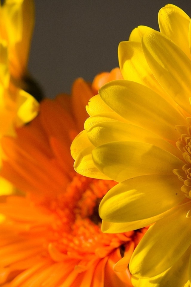 Цветок Гербера желтая