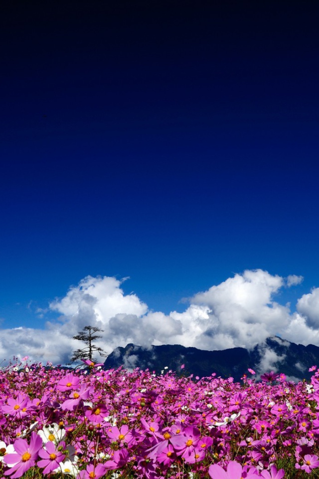 Цветочная поляна