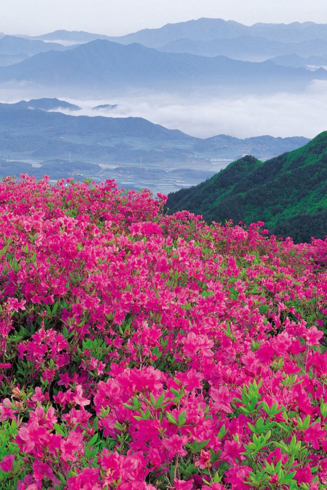 Цветы в горах