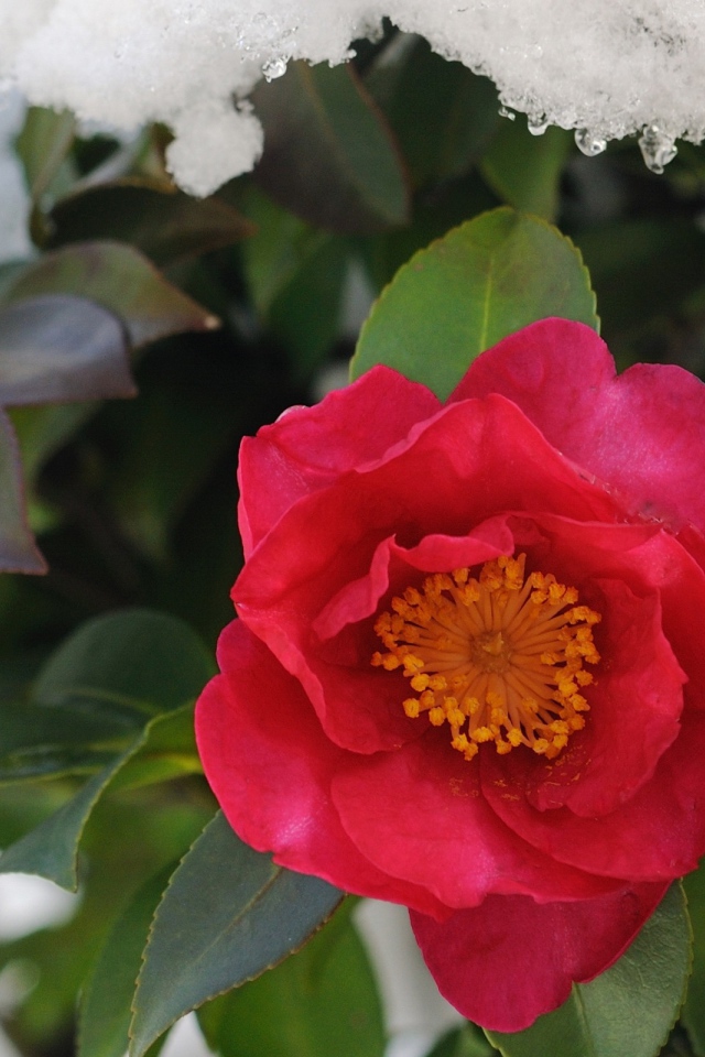 Цветы в снегу