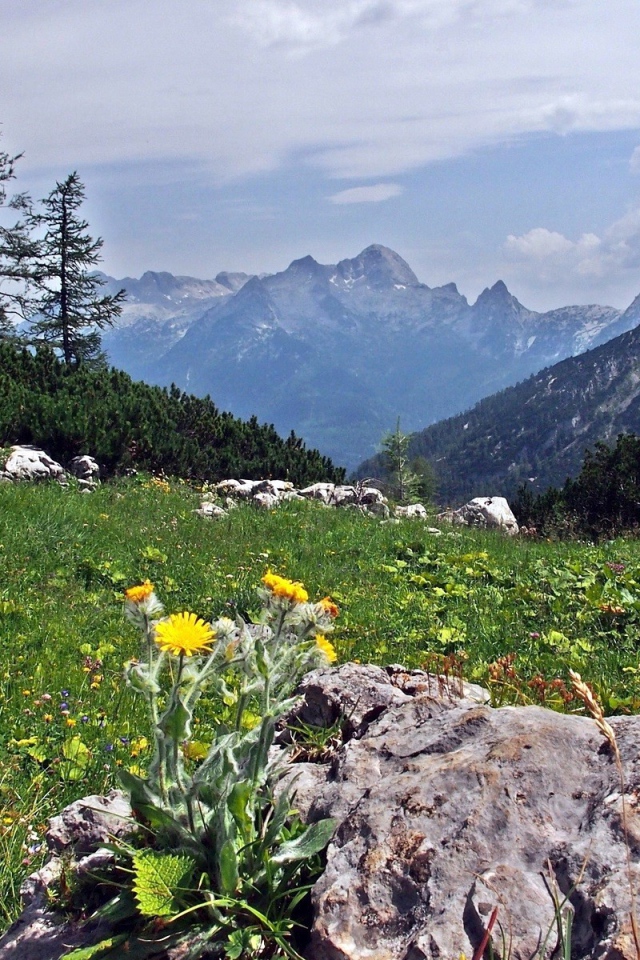 Цветы на камнях