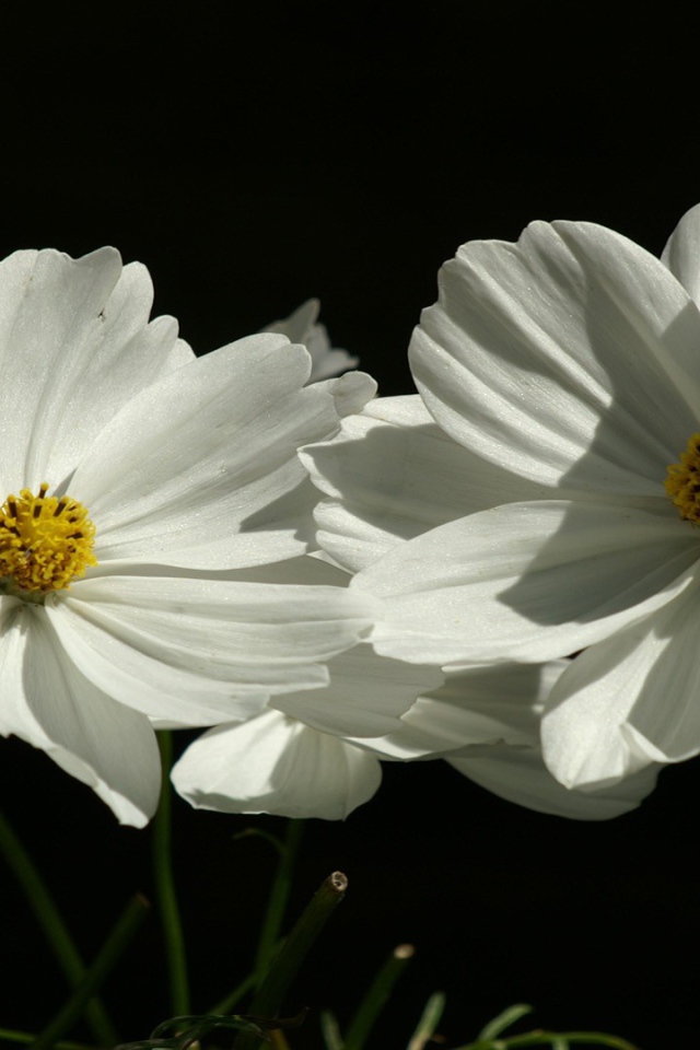 Цветы растения белые