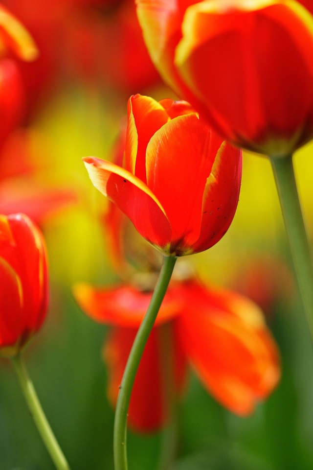 Поляна тюльпанов