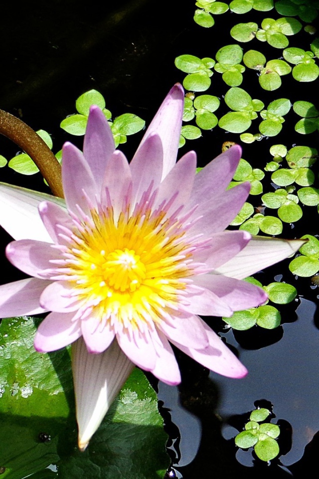 Lilac in water Lily