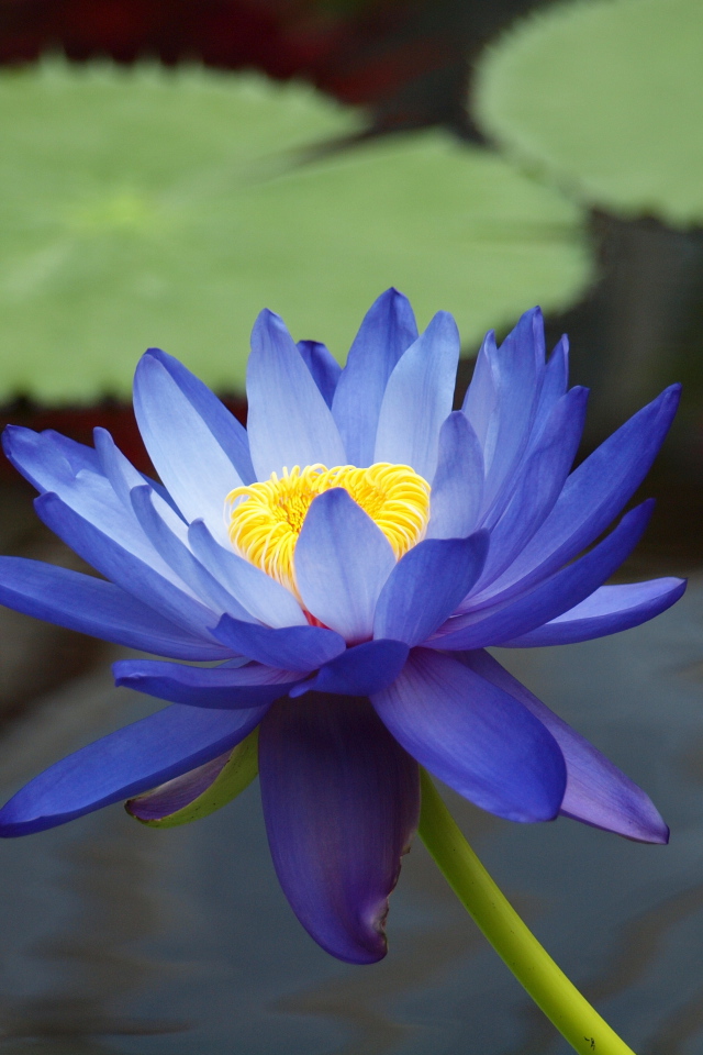 Цветок лотоса