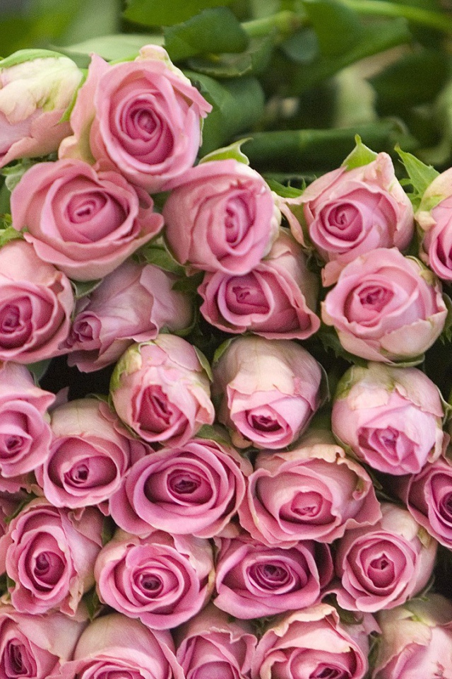 Гора розовых роз