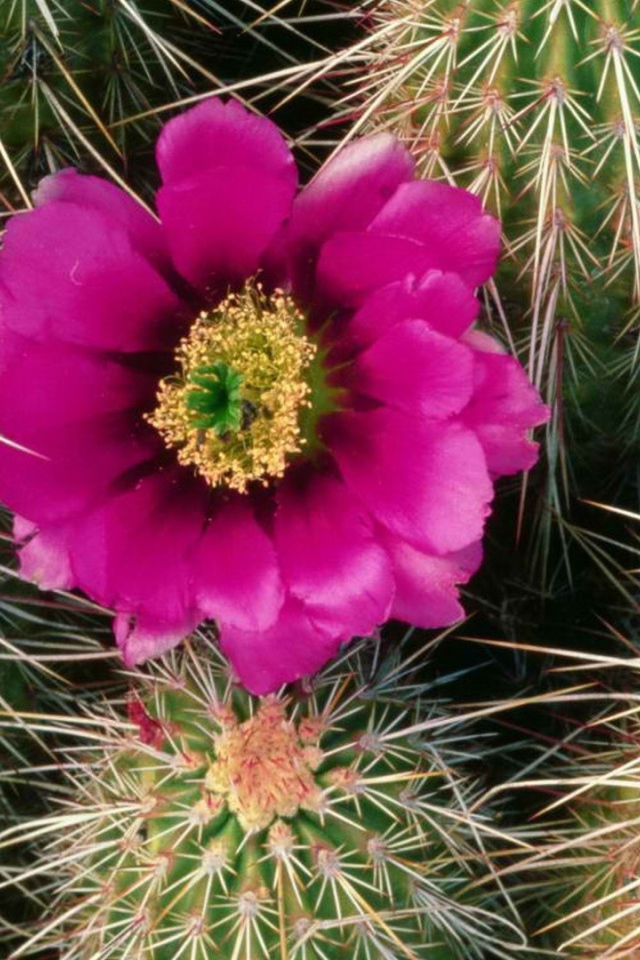 Один Розовый цветок кактуса