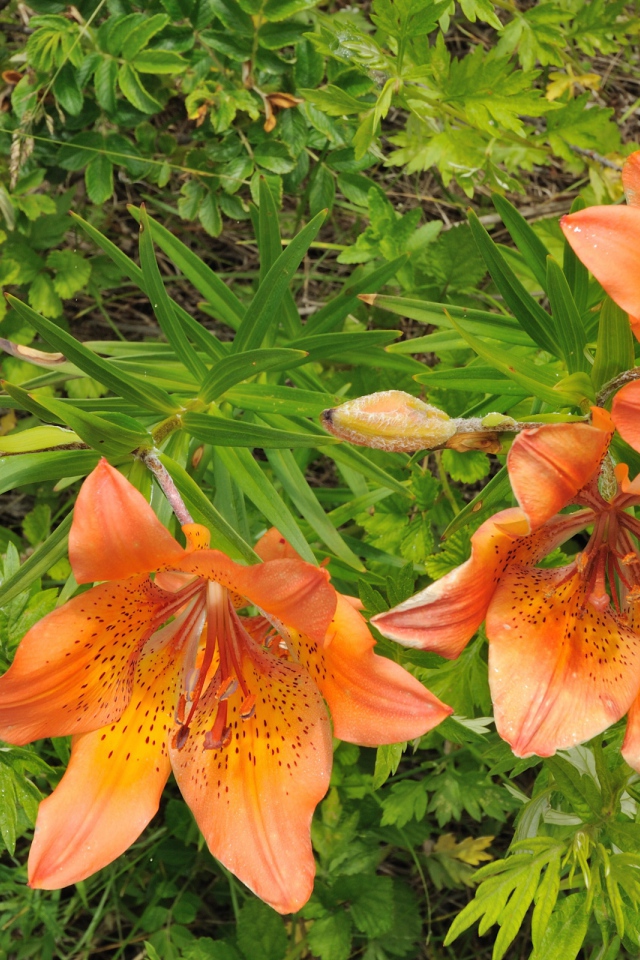 Оранжевые цветы и зелень