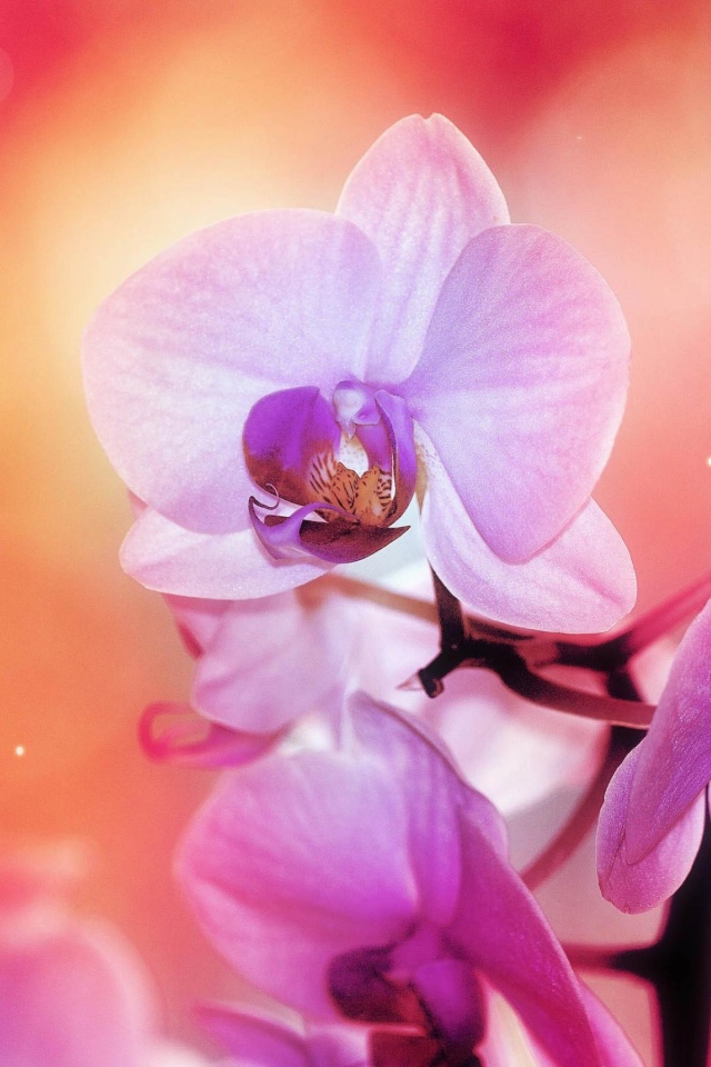 Цветы орхидеи