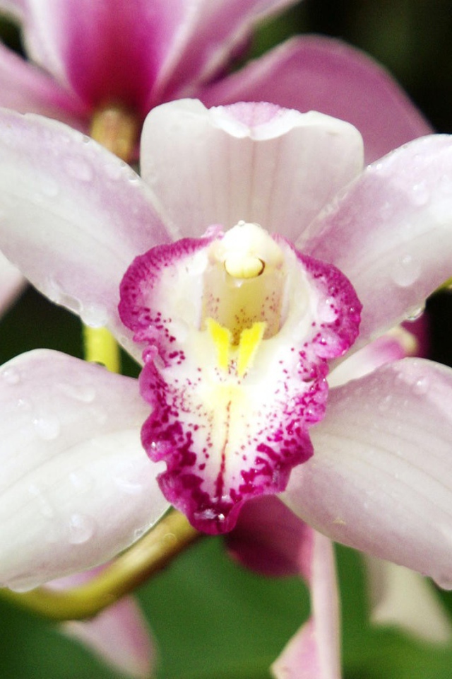 Орхидеи с каплями росы