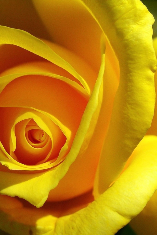 Oreginal	 Yellow rose