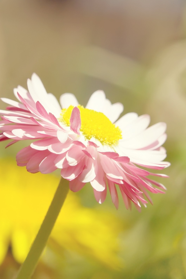 Бледная ромашка