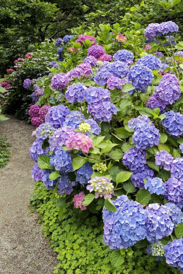 Тропинка среди цветов