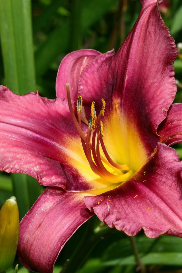 Розовая лилия