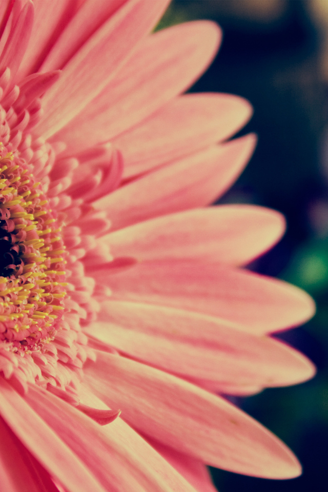 Розовая гербера