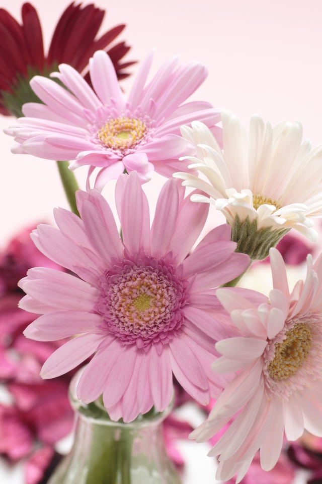 Розовые и белые герберы