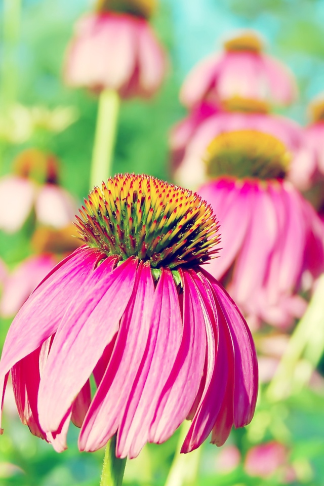 Розовая ромашка