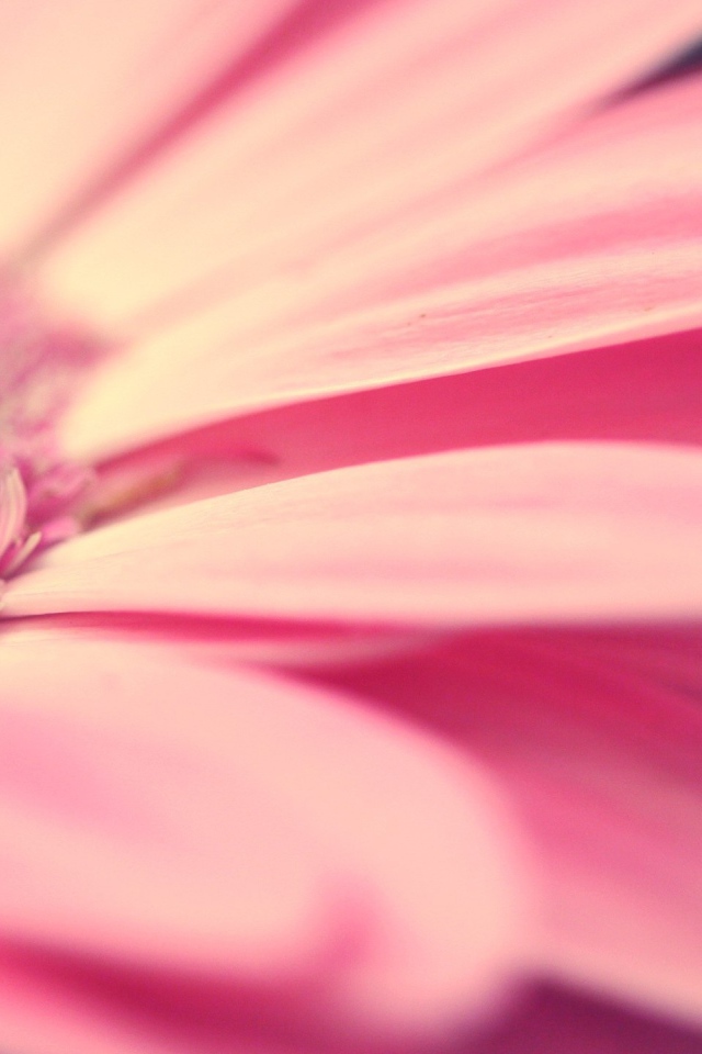 Лепестки розового цветка