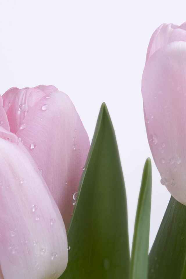 Розовые тюльпаны