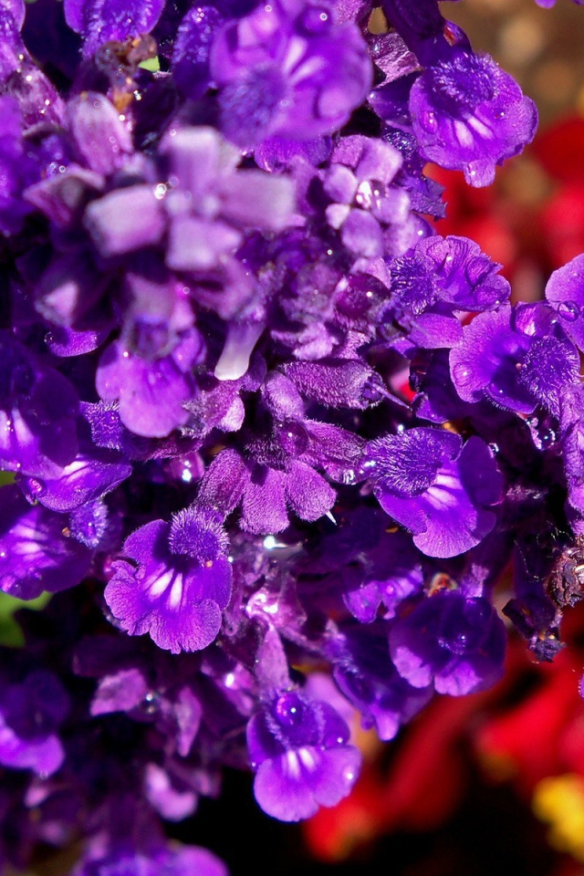 Фиолетовые цветы в саду