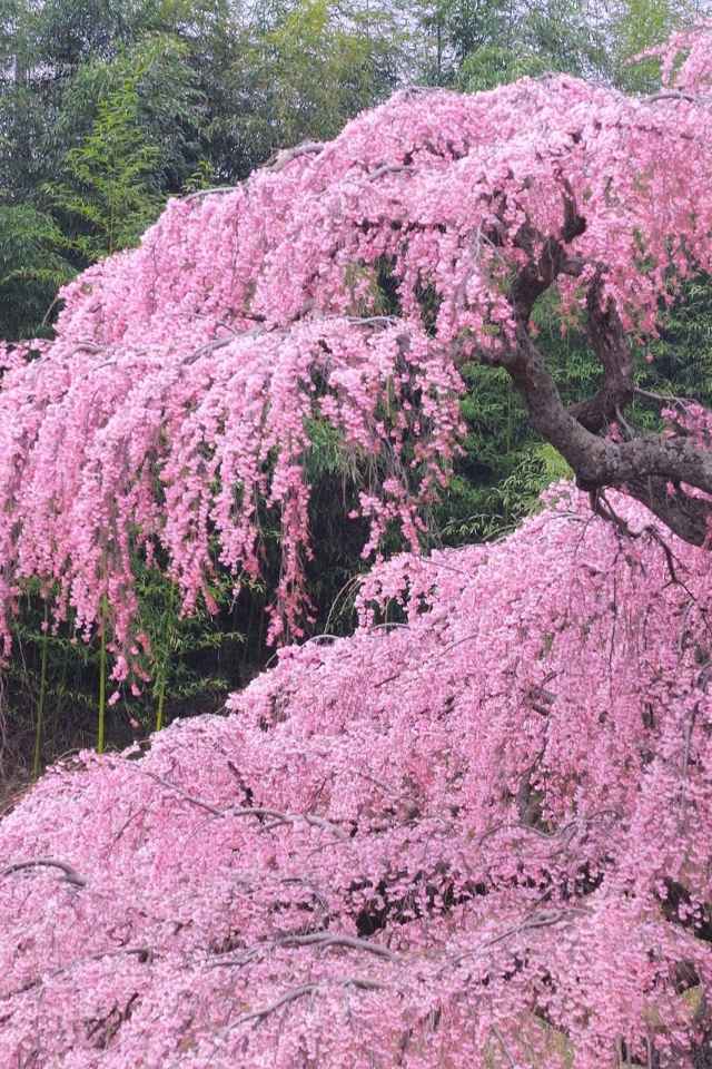 Бурное цветение весной