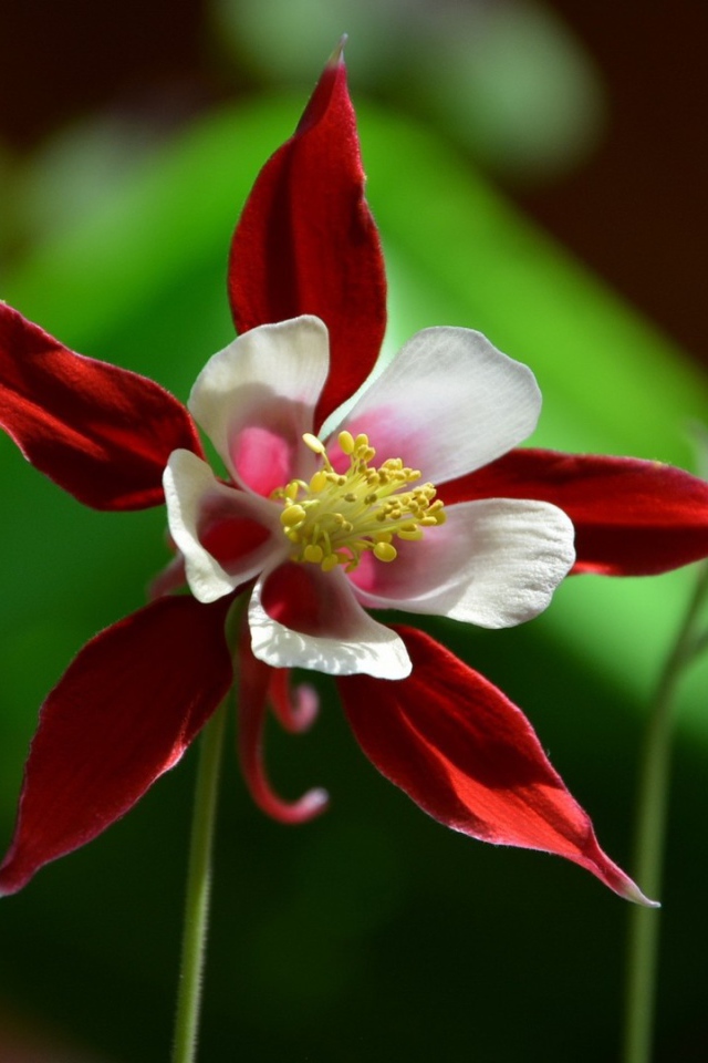 Красно белый цветок