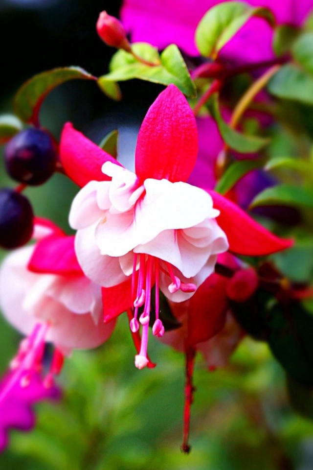 Красно-белые цветы