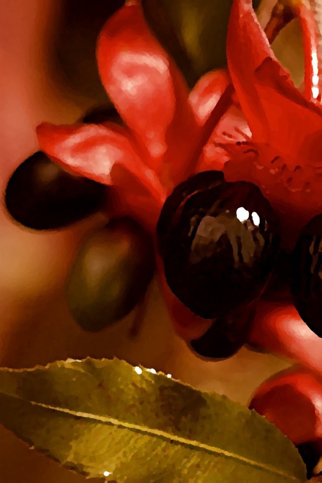 Красно черные цветы