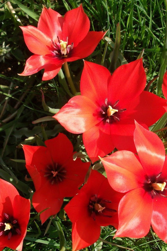 Красные блестящие цветы