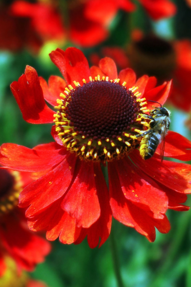 Красные цветы и пчела