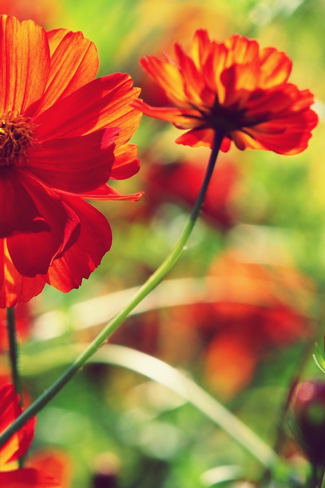 Красные цветы и бутоны