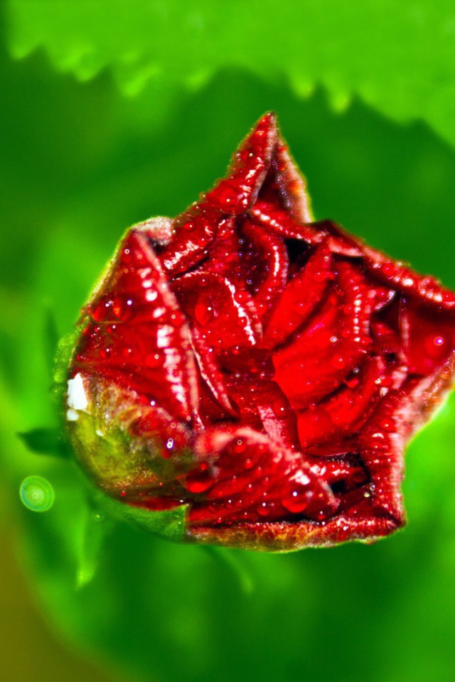 Бутон розы с капельками