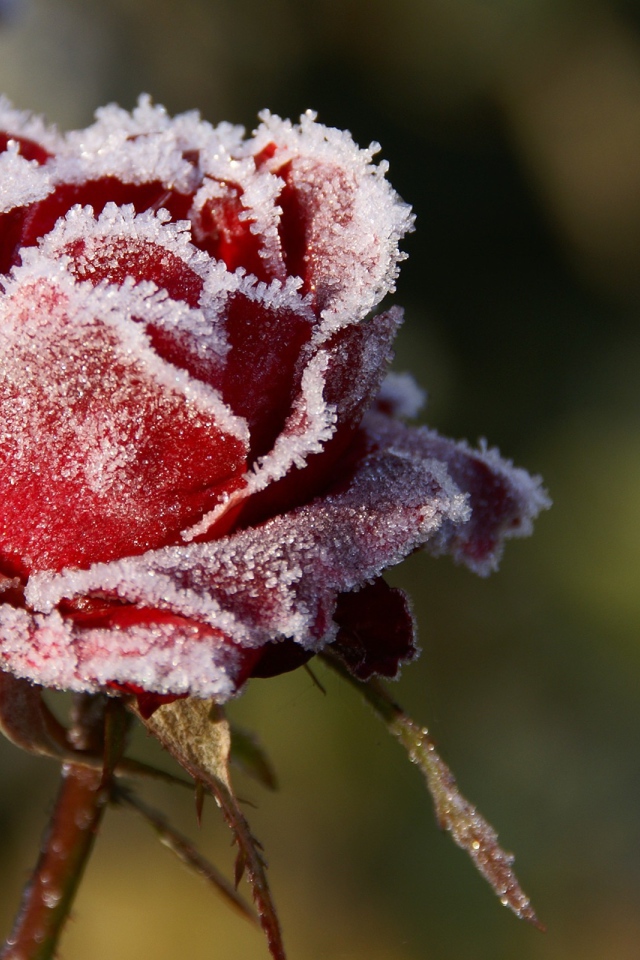 Роза в снегу