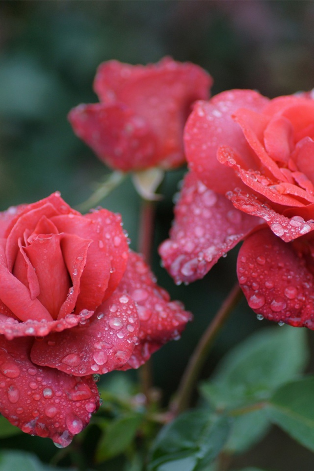 Розы в утренней росе