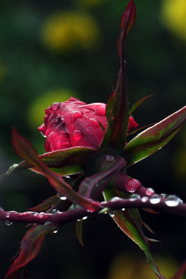 Роза в каплях росы