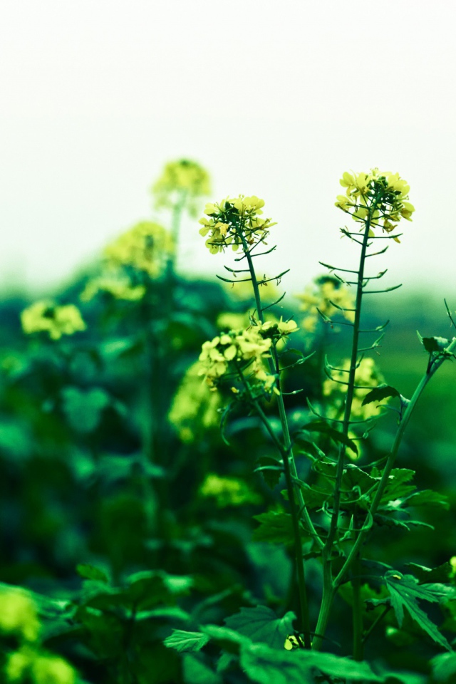 Маленькие желтые цветы