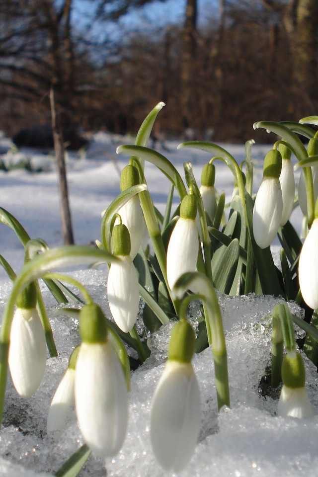 Подснежники в лесу