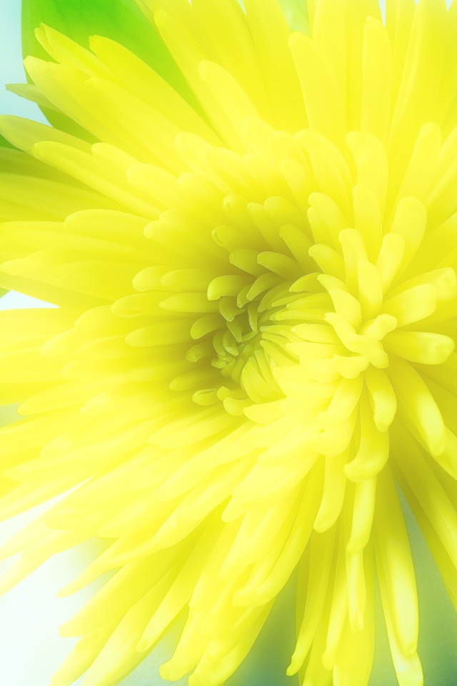 Солнечный цветок распустился