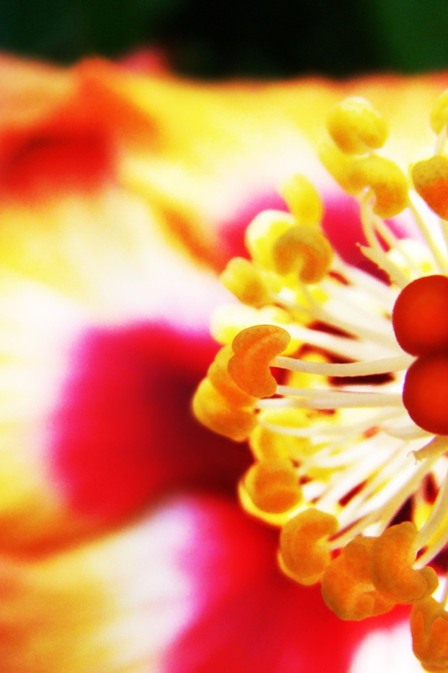 Пестик с тычинками