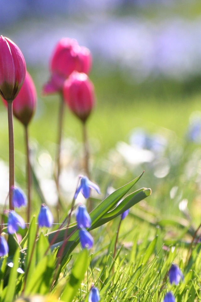 Бутоны тюльпанов