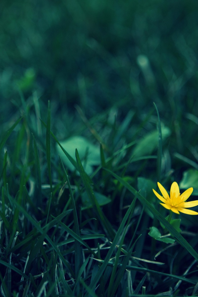 Одинокий желтый цветок