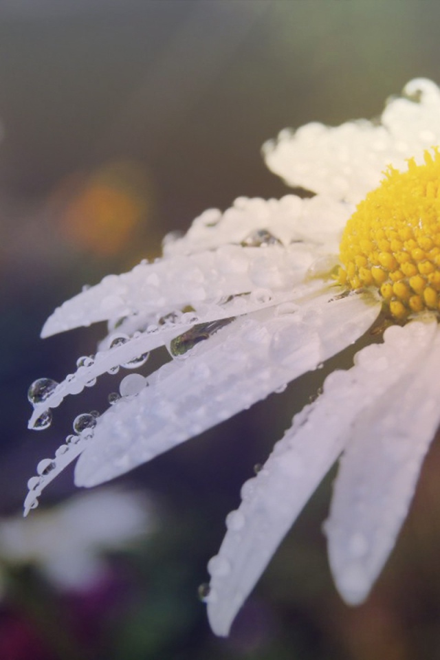 Утренняя роса на лепестках