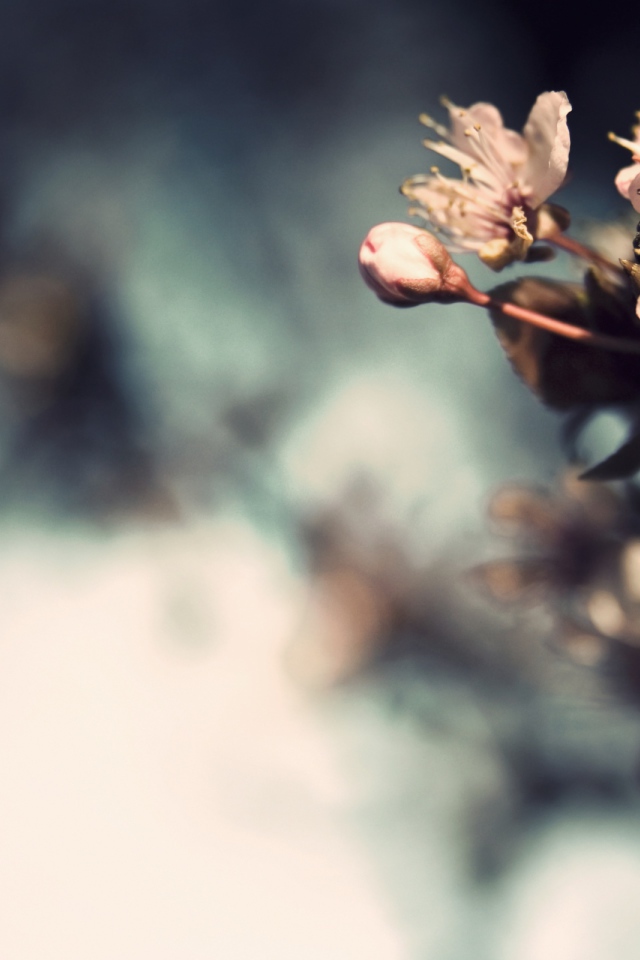 Три нежных цветка