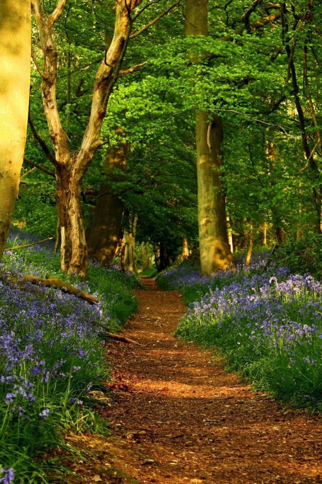 Дорожка среди цветов