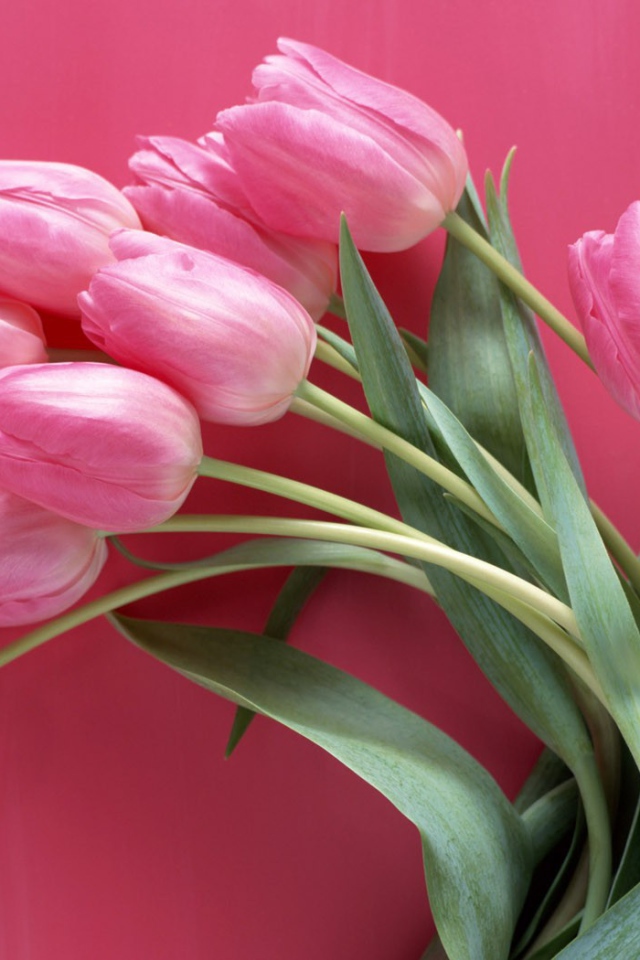 Тюльпаны на розовом фоне