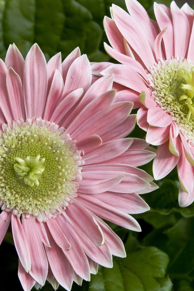 Два больших розовых цветка