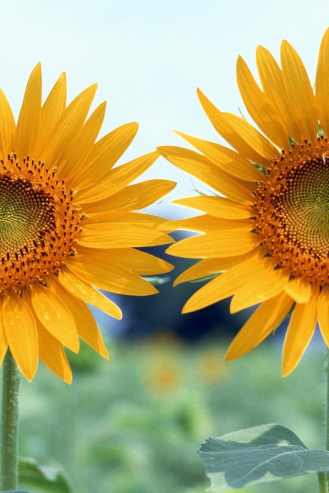 Два подсолнуха летним днем